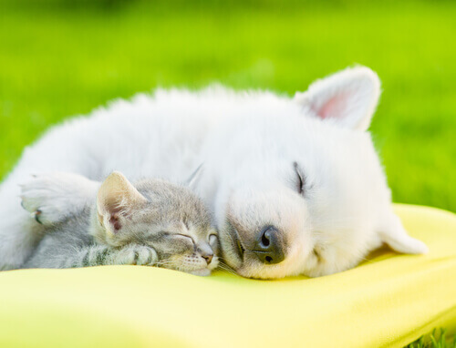 10 curiosidades sobre o sono dos animais
