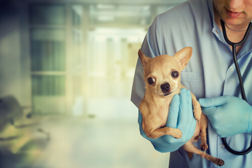 Cachorro com veterinrio