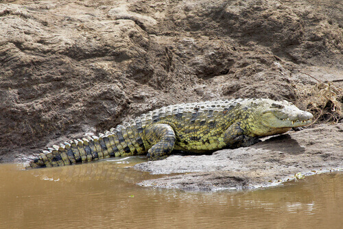 Crocodilo Caracter Sticas Comportamento E Habitat Meus Animais