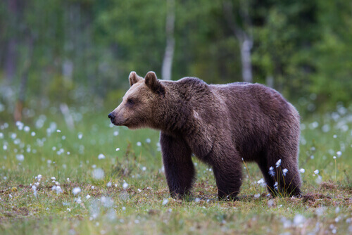 Urso pardo conheça as características o comportamento e o habitat