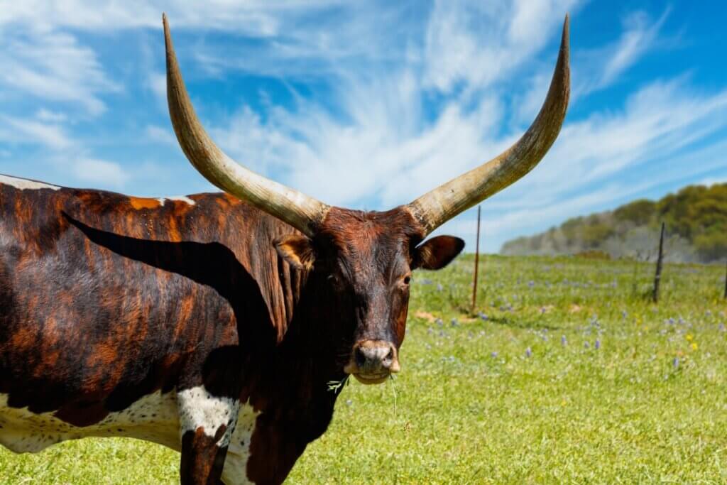 Ankole Watusi In Northern California At Genleahblog Blog