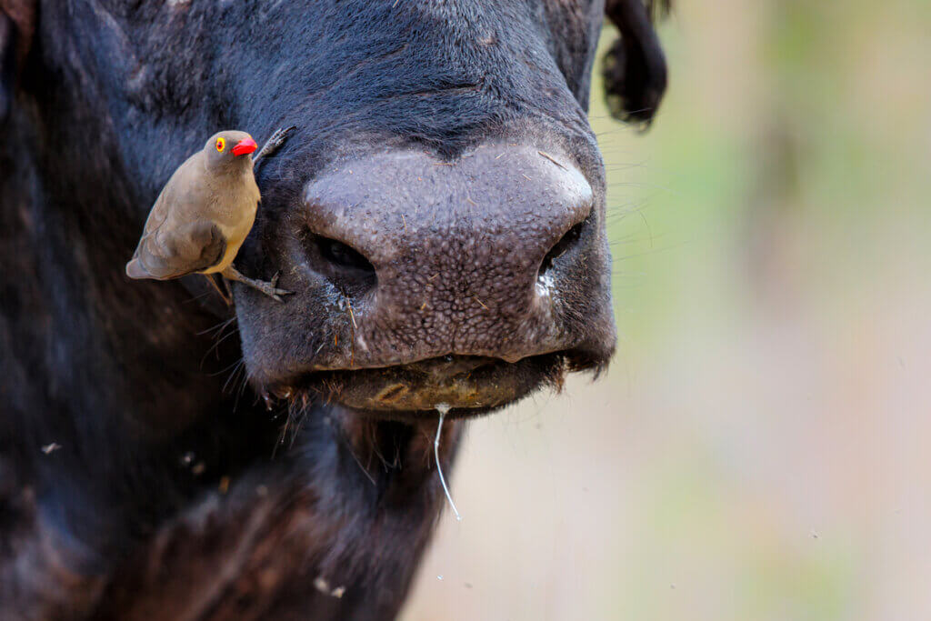 Animais Hemat Fagos Que Voc N O Conhecia Meus Animais