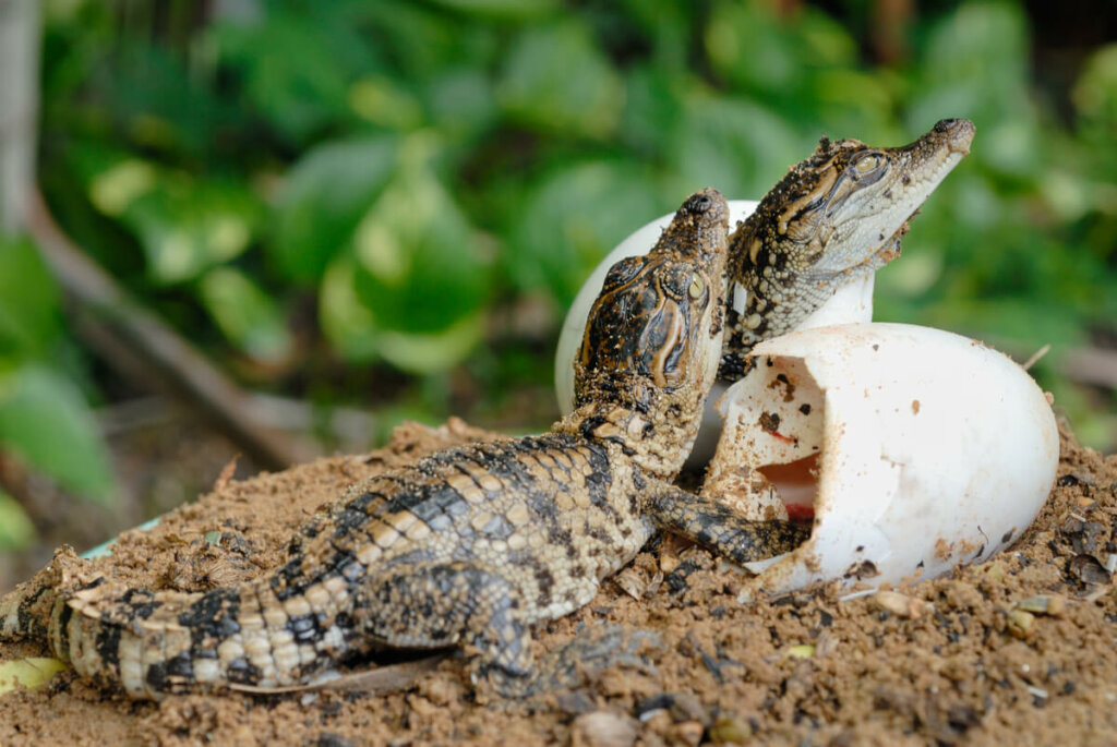 Como Os Crocodilos Se Reproduzem Meus Animais