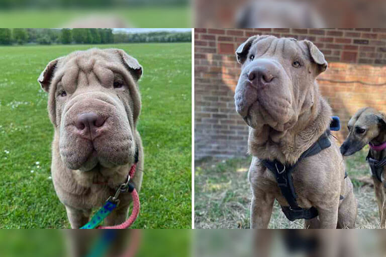 Cachorro excesso de pele agora pode mostrar o rosto graças a ajuda