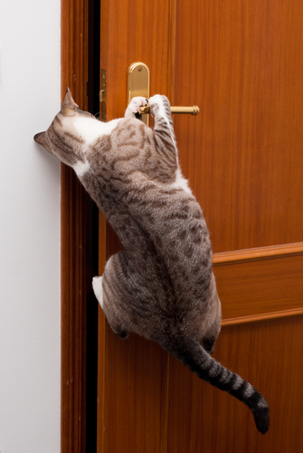 2 gato-abre-porta