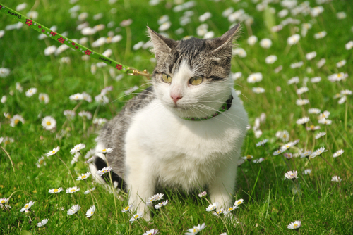 2 gato-com-coleira