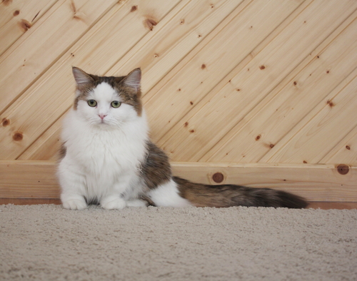 Gatos mais raros confira as raças