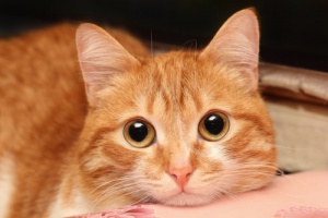 Como posso saber se meu gato está doente?
