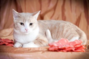 A idade do seu gato - dicas para adivinhar quantos anos ele tem