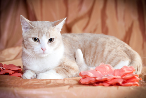 A idade do seu gato - dicas para adivinhar quantos anos ele tem