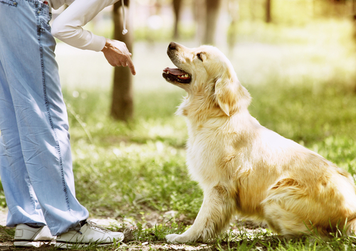 Educar um cachorro: como fazer para que ele atenda ao seu chamado? Educar um cachorro: como fazer para que ele atenda ao seu chamado?