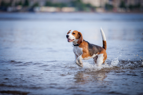 Como fazer seu cão perder o medo de água