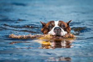 Dicas para quebrar o medo de água dos cães