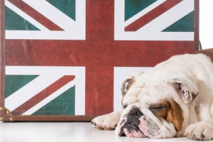 O Buldogue Inglês, um cão de personalidade muito agradável