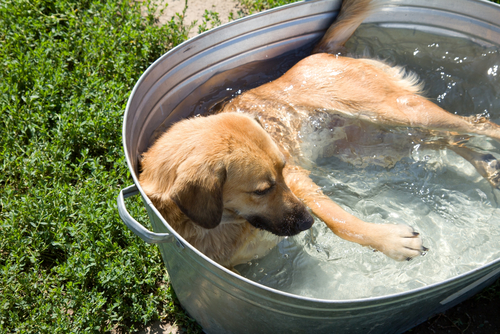 5 formas de ajudar seu cachorro a sofrer menos com o calor