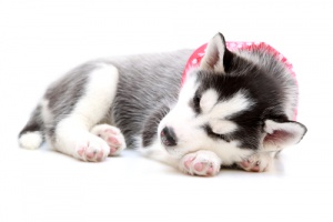 Conselhos para fazer um cachorro dormir