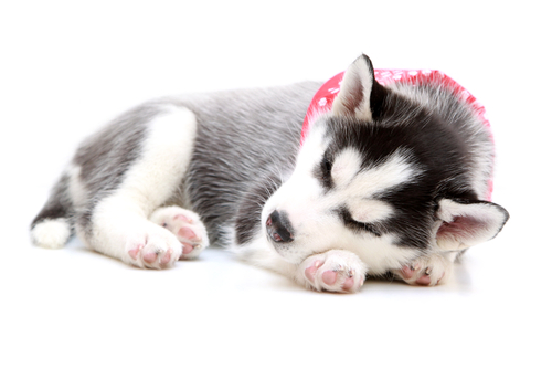 Husky