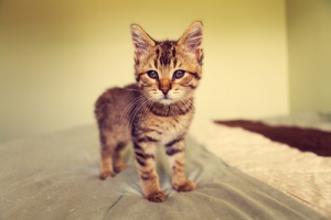 As unhas dos gatos: o que fazer com elas?