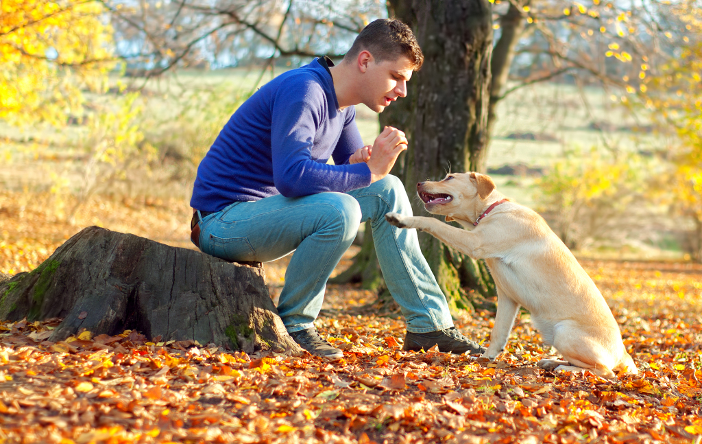 Adestramento canino: os 6 melhores truques para cachorros
