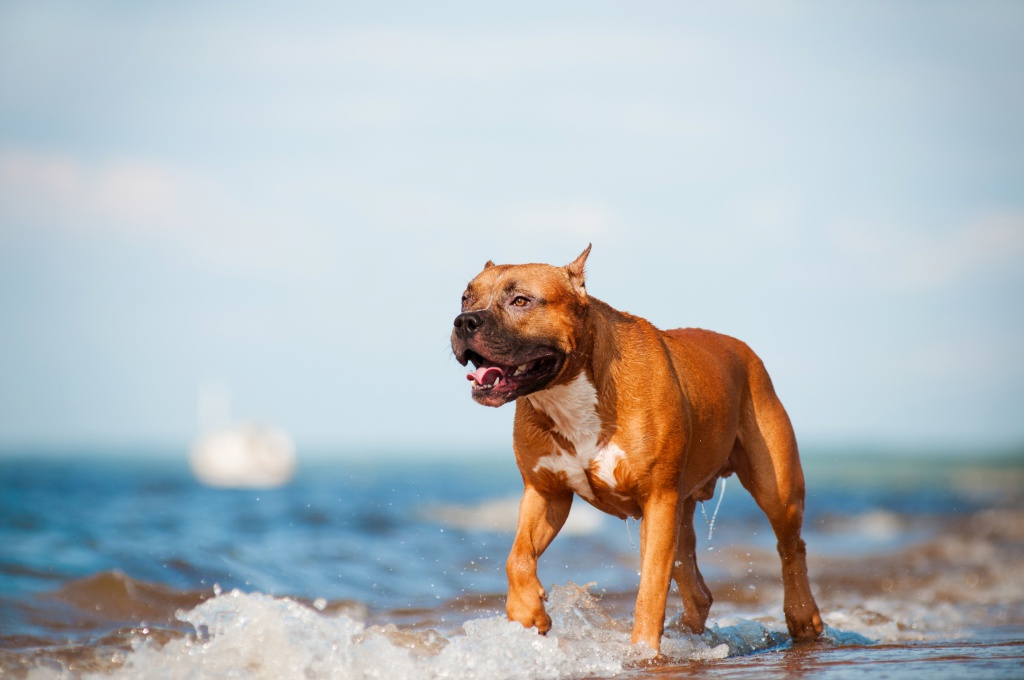 american-pit-bull-terrier american-pit-bull-terrier
