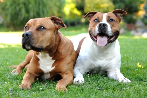 O American Pitbull Terrier, um cão atlético