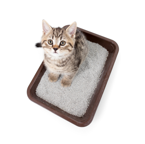 Areia caseira para gatos com materiais reciclados