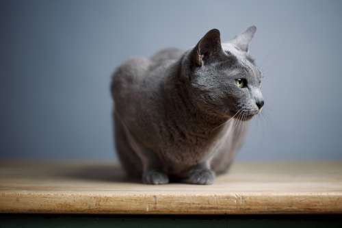 Características do Azul Russo