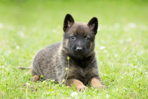 Como conseguir que seu cão obedeça a ordem de se deitar