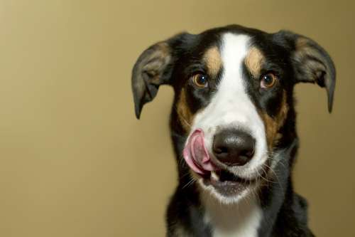 Meu cachorro não quer comer": conheça algumas razões - Meus Animais