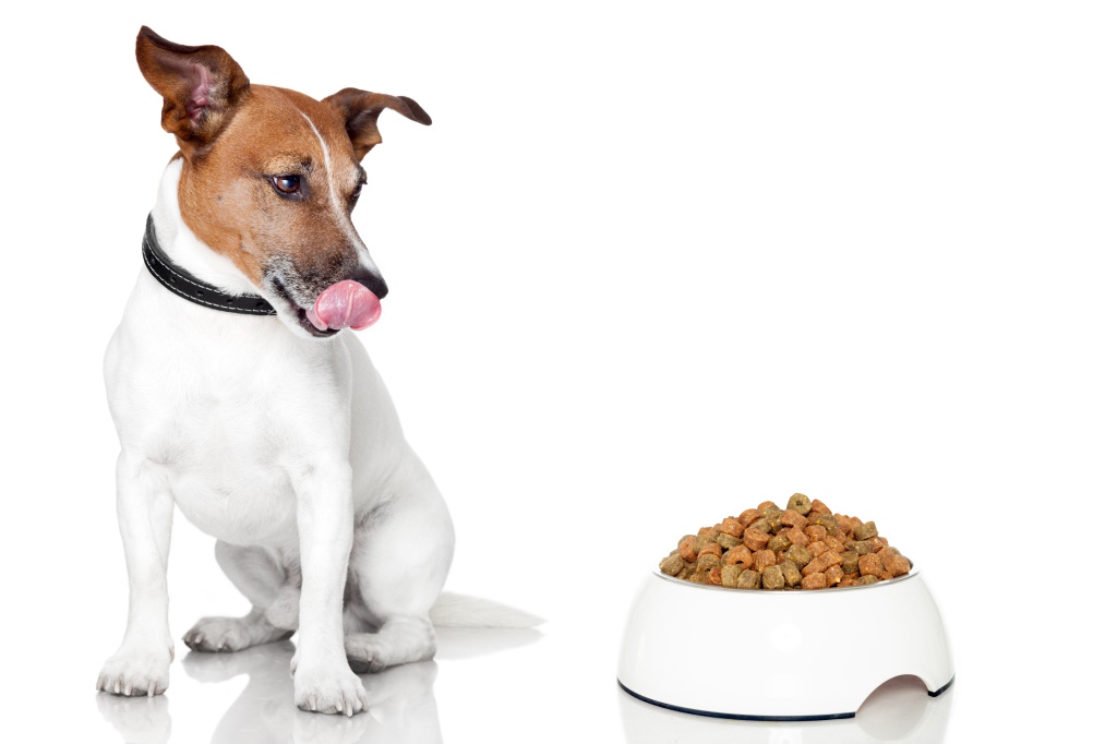 Meu cachorro não quer comer