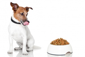 Meu cachorro não quer comer