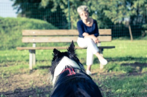 Salve o seu cachorro! Não o solte da coleira!