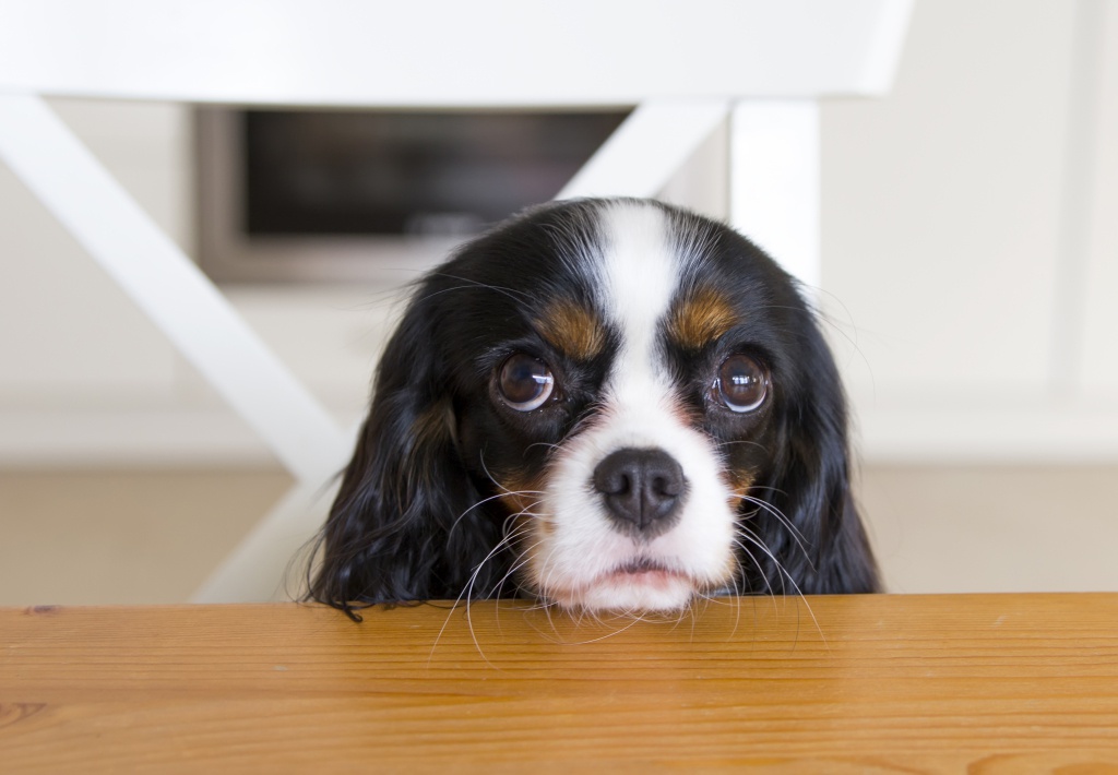 Pets pedindo comida. Isso não é familiar?