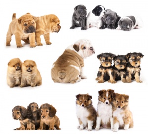 Dicas para cães inquietos: Normas de comportamento