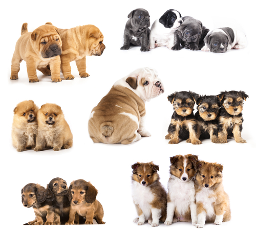 Dicas para cães inquietos: Normas de comportamento
