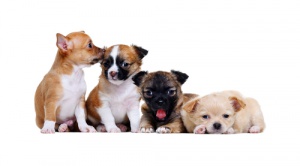 Como é o primeiro mês de vida de um cãozinho?