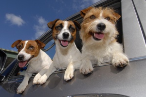 Você sabia que os cães podem ser canhotos?