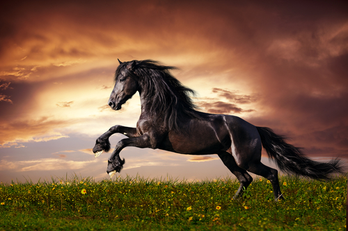 cavalos