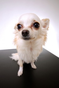 Como retirar as manchas provocadas pelas lágrimas nos animais de estimação