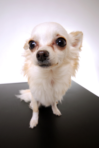 chihuahua1