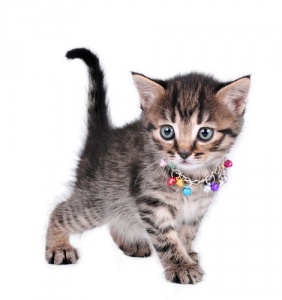 Devemos pendurar sinos em nossos gatos?