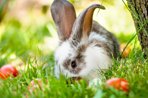conheça um pouco mais sobre os costumes dos coelhos