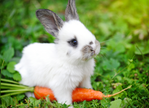 Será que os coelhos amam mesmo cenouras?