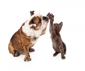 Uma companhia para seu gato é uma boa ideia?