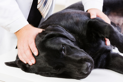 Conheça os impactos da artrose canina