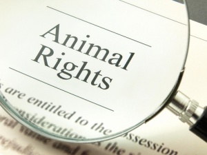 Conheça a Declaração dos Direitos dos Animais