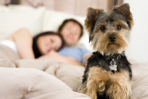 O que fazer quando o cachorro atrapalha seu sono