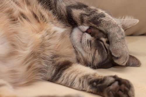 Febre dos gatos: conheça as causas