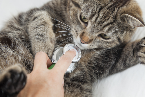 Sintomas e Verificação de Temperatura da febre dos gatos