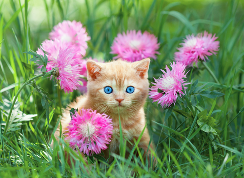Como agir diante da febre dos gatos